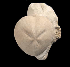 Hemiaster whitei | Buried Treasure Fossils
