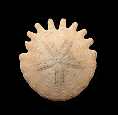 Heliophora sand dollar for sale | Buried Treasure Fossils