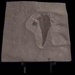Eurypterus lacustris | Buried treasure Fossils