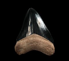 Best  Bone Valley Megalodon tooth for sale | Buried Treasure Fossils