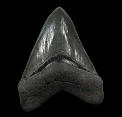 Golden Beach Bone Valley Florida Megalodon tooth for sale | Buried Treasure Fossils