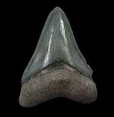 Florida BV Megalodon tooth for sale | Buried Treasure Fossils
