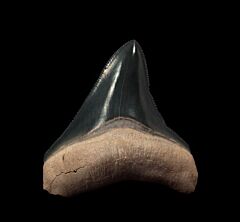 Florida Meg tooth for sale | Buried Treasure Fossils