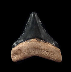 Black Bone Valley Megalodon tooth for sale | Buried Treasure Fossils