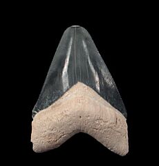 Real Florida Megalodon tooth for sale | Buried Treasure Fossils