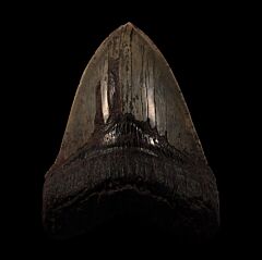 Peace River Megalodon tooth for sale | Buried Treasure Fossils
