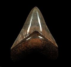 Horse Creek Megalodon tooth for sale | Buried Treasure Fossils