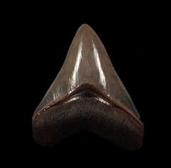 Top quality Horse Creek Megalodon tooth for sale | Buried Treasure Fossils