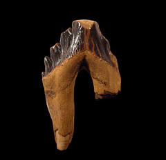 Suwanee River Basilosaurus tooth | Buried Treasure Fossils