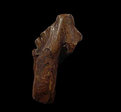 Extra large Basilosaurus cetoides tooth | Buried Treasure Fossils
