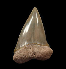 Extra Large Bone Valley Mako shark tooth | Buried Treasure Fossils