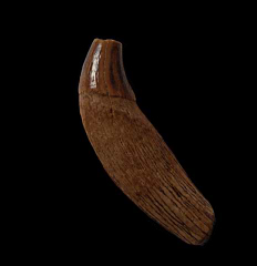 Rare Florida Basilosaurus tooth for sale | Buried Treasure Fossils