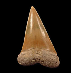 Bone Valley Carcharodon hastalis tooth | Buried Treasure Fossils