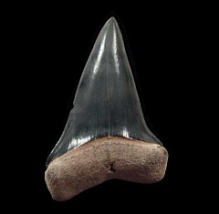 Florida Mako shark tooth | Buried Treasure Fossils