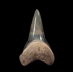 Bone Valley Mako tooth for sale | Buried Treasure Fossils