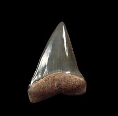 Golden Beach Bone Valley Mako tooth for sale | Buried Treasure Fossils