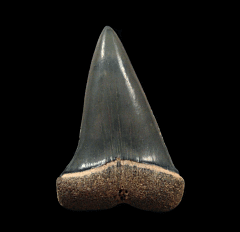 Golden Beach Mako shark tooth for sale | Buried Treasure Fossils