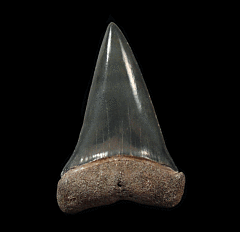 Florida Mako shark tooth | Buried Treasure Fossils