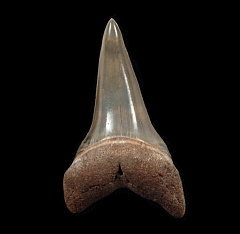 Golden Beach Isurus hastalis shark tooth for sale | Buried Treasure Fossils