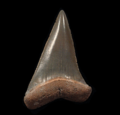 Florida Mako shark tooth for sale | Buried Treasure Fossils