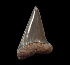 Golden Beach Mako tooth for sale | Buried Treasure Fossils