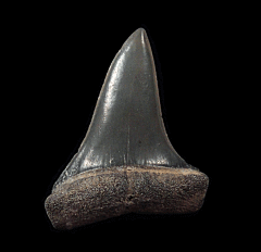 Venice Beach Mako shark tooth | Buried Treasure Fossils