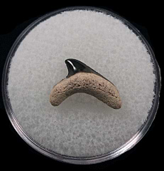 Alopias superciliosus shark tooth - Bone Valley | Buried Treasure Fossils