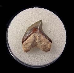 Bone Valley Galeocerdo mayumbensis shark tooth for sale | Buried Treasure Fossils