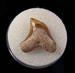 Galeocerdo mayumbensis Tiger shark tooth for sale | Buried Treasure Fossils