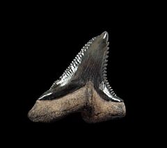 Golden Beach Hemipristis shark tooth for sale | Buried Treasure Fossils