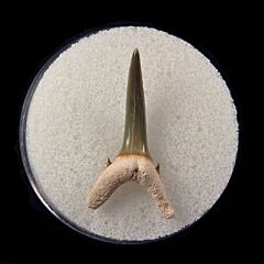 Colorful Sand Tiger shark tooth for sale | Buried Treasure Fossils