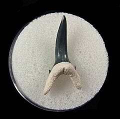 Florida Sand Tiger shark tooth for sale | Buried Treasure Fossils