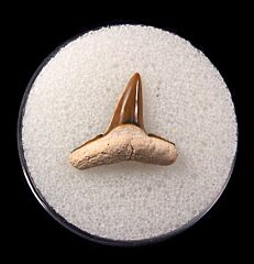 Colorful Bone Valley Lemon shark tooth for sale | Buried Treasure Fossils