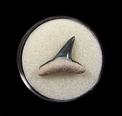 Florida Lemon shark tooth for sale | Buried Treasure Fossils
