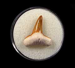 Real Bone Valley Lemon shark tooth for sale | Buried Treasure Fossils