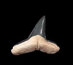 Bone Valley Negaprion brevirotris, the Lemon shark tooth from Polk Co., Florida