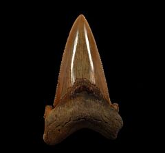 Suwanee River Auriculatus tooth | Buried Treasure Fossils