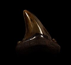 Florida  Auriculatus shark tooth for sale | Buried Treasure Fossils