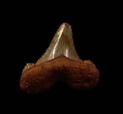 Real Suwanee River Ric shark tooth for sale | Buried Treasure Fossils