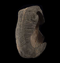 Baleen Whale Ear Bone | Buried Treasure Fossils