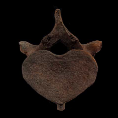 Trichechus vertebra - Manatee | Buried Treasure Fossils