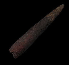 Makairia rostrum - Marlin | Buried Treasure Fossils