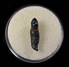Real Bone Valley Dolphin tooth for sale | Buried Treasure Fossils