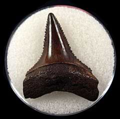 Suwanee Great White shark tooth for sale | Buried Treasure Fossils