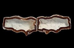 Solenastrea bournoni coral with botryoidal formation | Buried Treasure Fossils