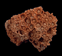 Lithostrolianella sp. coral | Buried Treasure Fossils