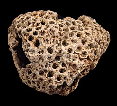 Solenastrea bournoni coral for sale | Buried Treasure Fossils