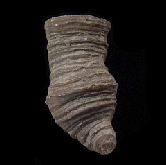 Heliophyllum halli Horn Coral | Buried Treasure Fossils