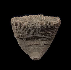 Aulosmilia archiaci solitary coral for sale | Buried Treasure Fossils