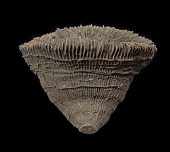 Aulosmilia archiaci solitary coral from Spain | Buried Treasure Fossils
